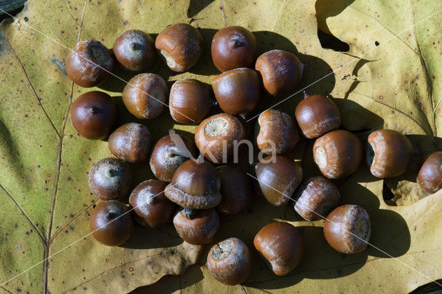 Red Oak (Quercus rubra)