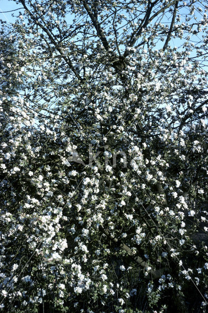 Appel