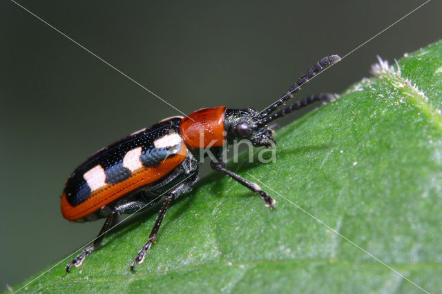 asparagus beetle (Crioceris asparagi)