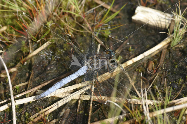 Keeled Skimmer (Orthetrum coerulescens)