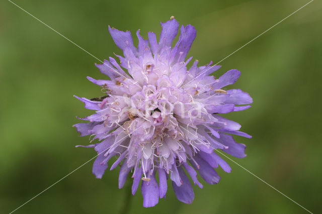 Beemdkroon (Knautia arvensis)