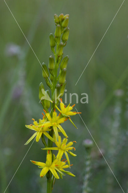 Bog Asphodel (Narthecium ossifragum)