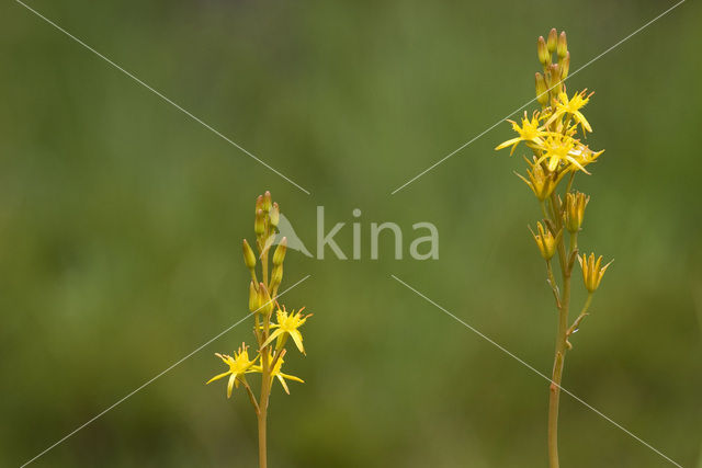 Bog Asphodel (Narthecium ossifragum)