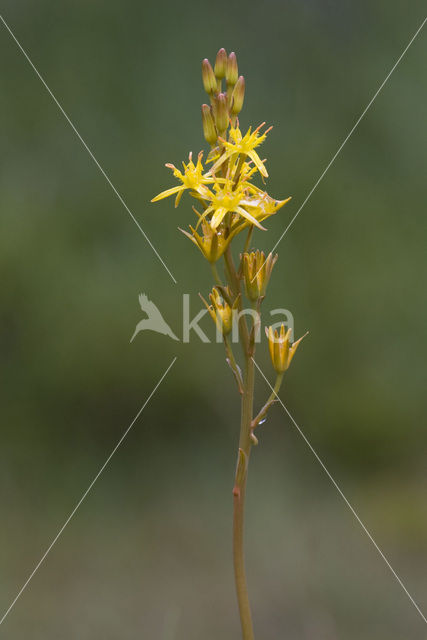 Bog Asphodel (Narthecium ossifragum)