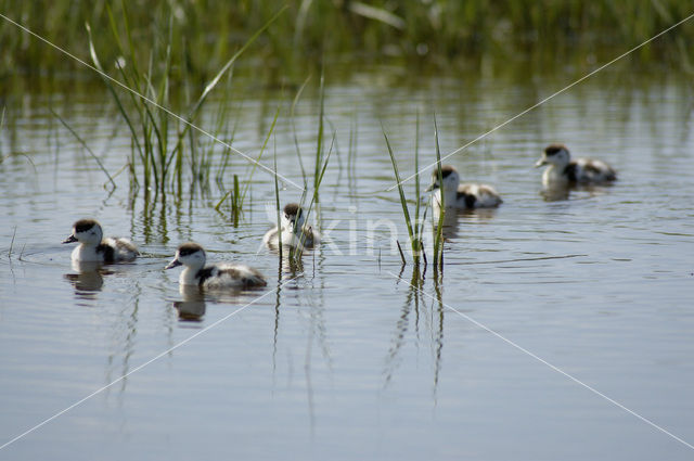 Bergeend (Tadorna tadorna)