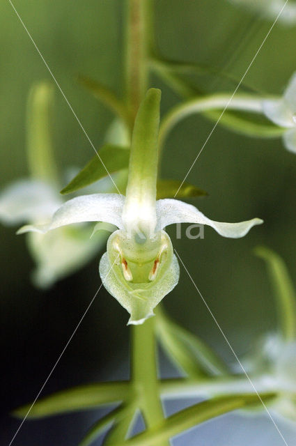Bergnachtorchis (Platanthera chlorantha)