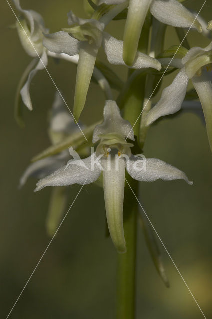 Greater Butterfly-orchid (Platanthera chlorantha)