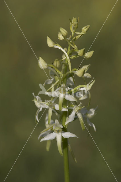 Bergnachtorchis (Platanthera chlorantha)