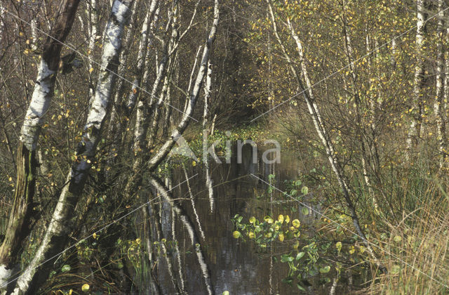 Birch (Betula)