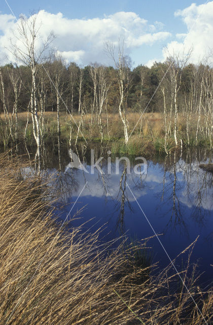 Berk (Betula)