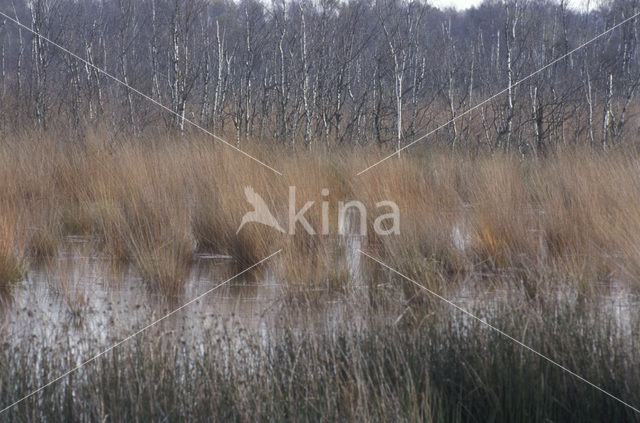 Berk (Betula)