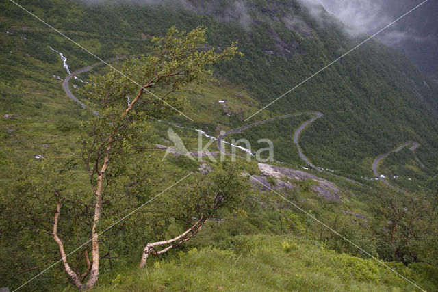 Berk (Betula)