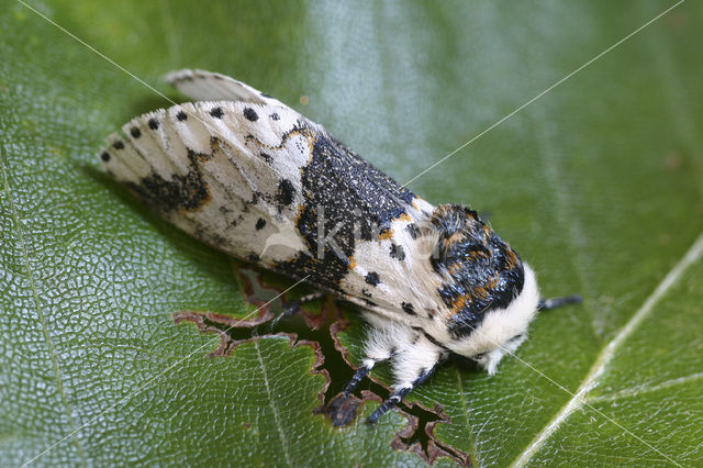 Berkenhermelijnvlinder (Furcula bicuspis)