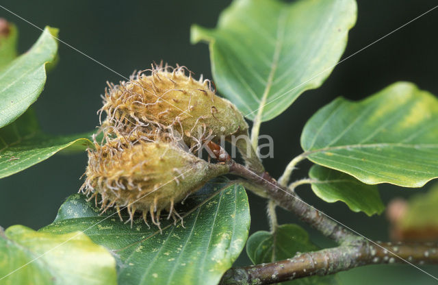 Beech (Fagus sylvatica)