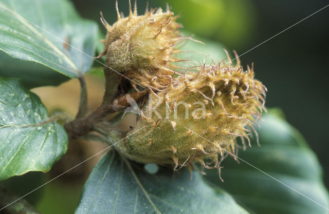 Beuk (Fagus sylvatica)