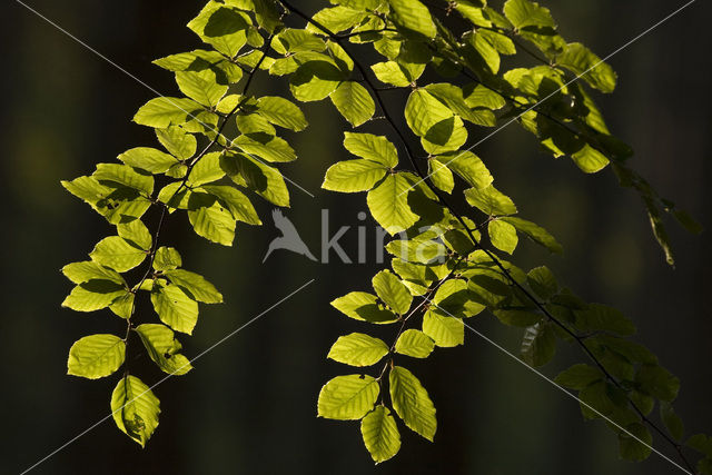 Beuk (Fagus sylvatica)