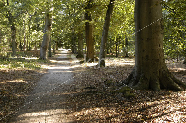 Beuk (Fagus sylvatica)