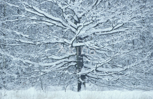 Beech (Fagus sylvatica)