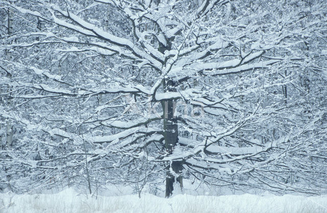 Beuk (Fagus sylvatica)