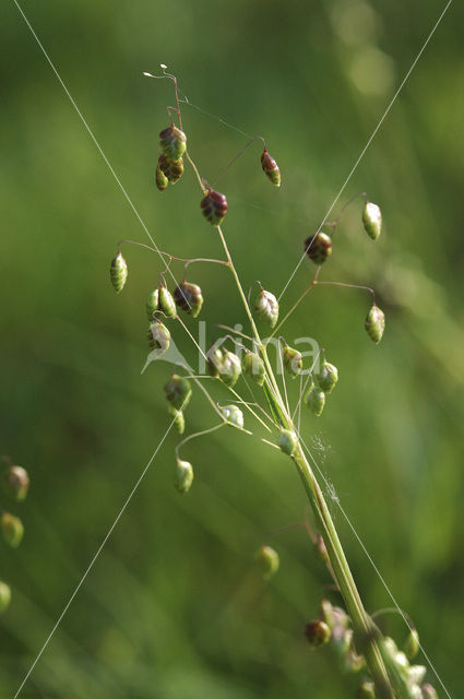 Quaking Grass (Briza media)