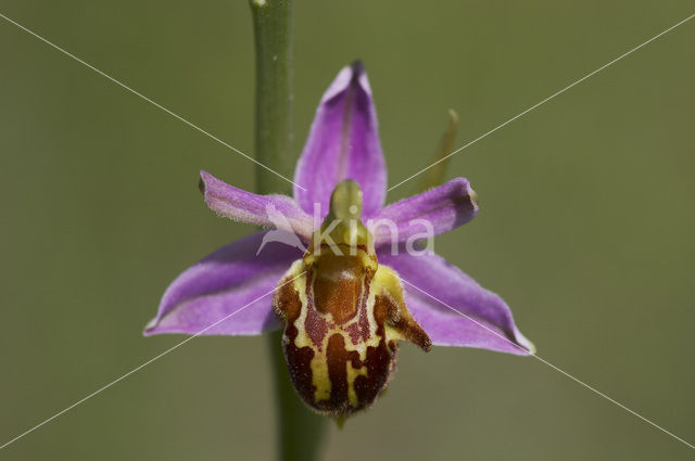 Bijenorchis (Ophrys apifera)