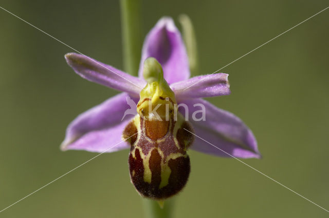 Bee Orchid (Ophrys apifera)