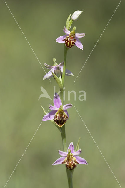 Bijenorchis (Ophrys apifera)