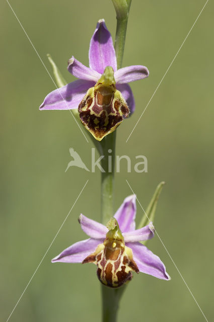 Bijenorchis (Ophrys apifera)