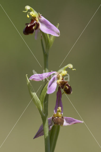 Bijenorchis (Ophrys apifera)