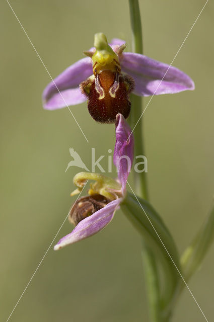 Bijenorchis (Ophrys apifera)