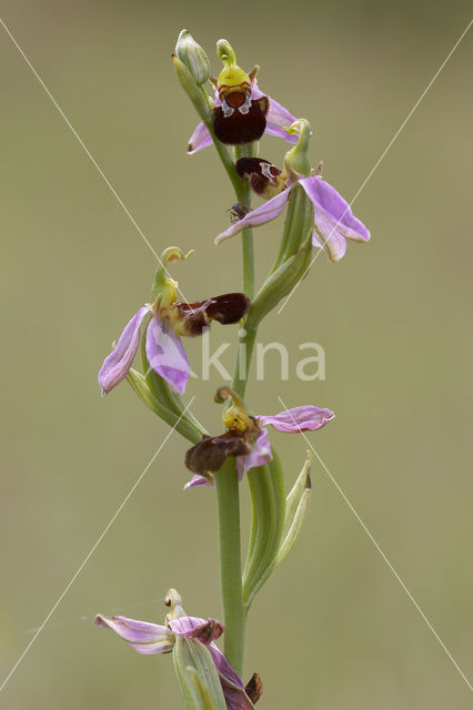 Bee Orchid (Ophrys apifera)