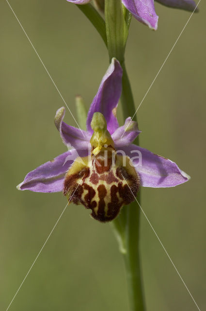 Bijenorchis (Ophrys apifera)