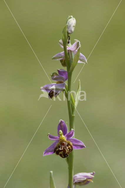 Bijenorchis (Ophrys apifera)