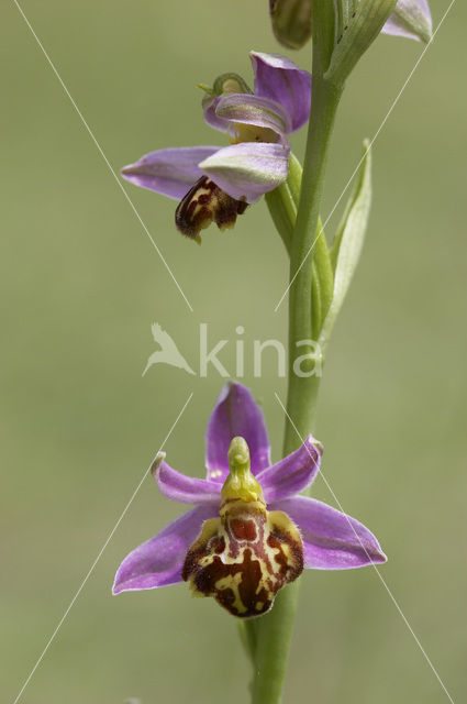 Bijenorchis (Ophrys apifera)