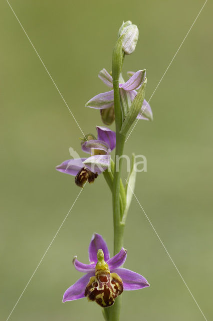 Bijenorchis (Ophrys apifera)