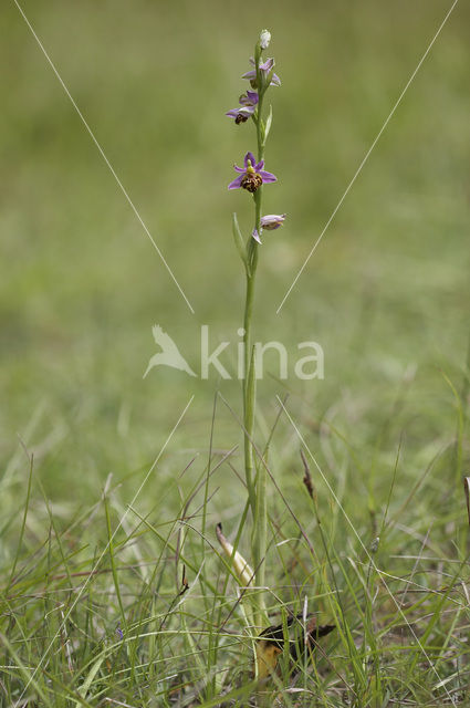 Bee Orchid (Ophrys apifera)