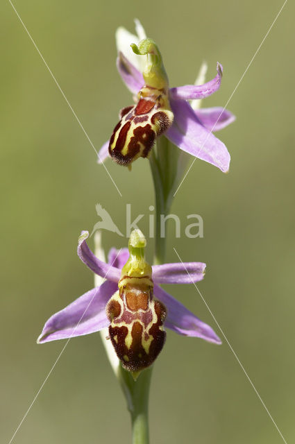 Bijenorchis (Ophrys apifera)