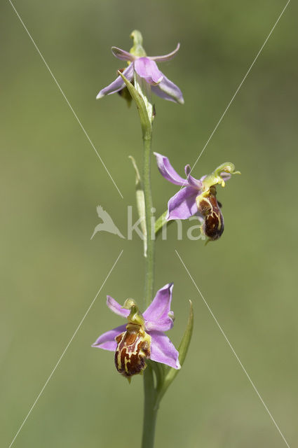 Bijenorchis (Ophrys apifera)