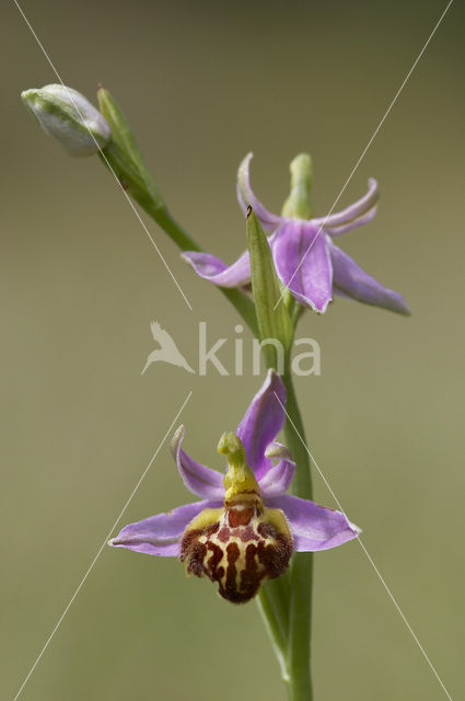 Bijenorchis (Ophrys apifera)