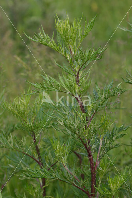 Common Mugwort (Artemisia vulgaris)