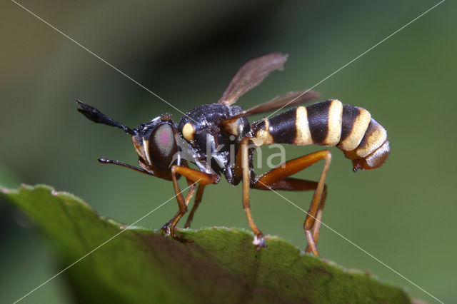 Blaaskopvlieg (Conops quadrifasciatus)