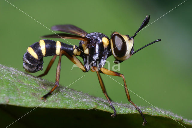 Blaaskopvlieg (Conops scutellatus)