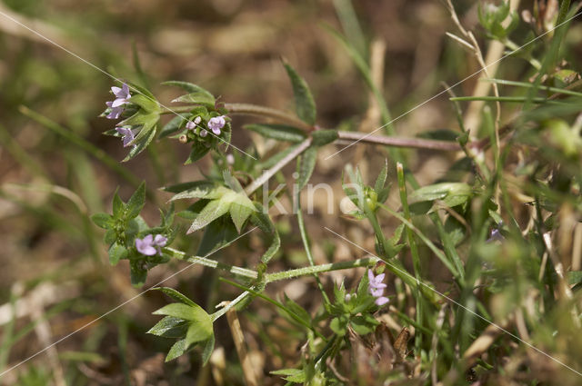 Blauw walstro (Sherardia arvensis)