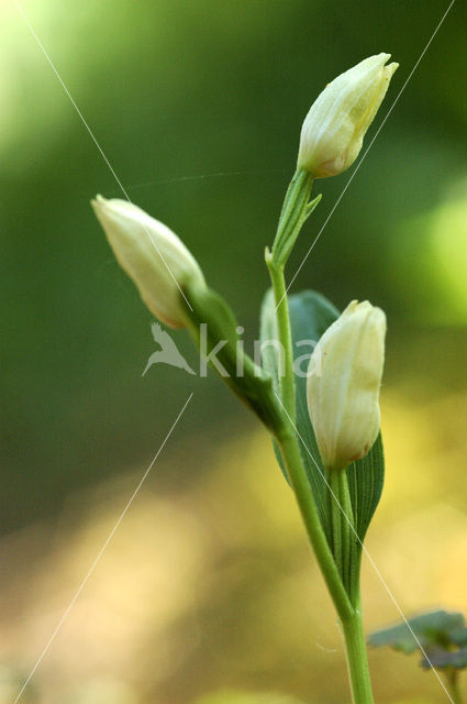 White Helleborine (Cephalanthera damasonium)