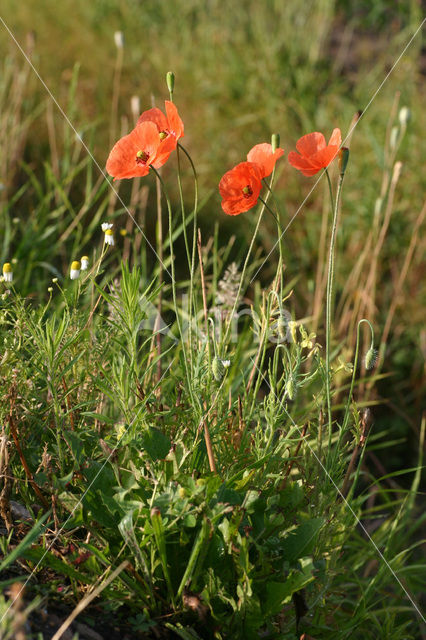 Bleke klaproos (Papaver dubium)