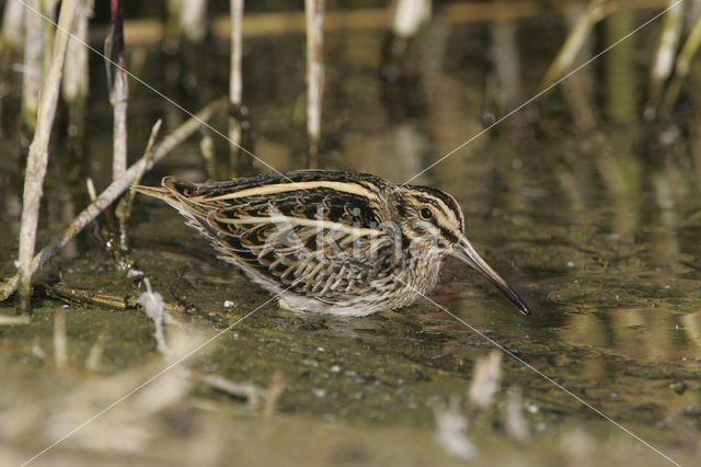 Bokje (Lymnocryptes minimus)