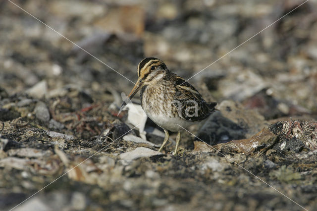 Bokje (Lymnocryptes minimus)