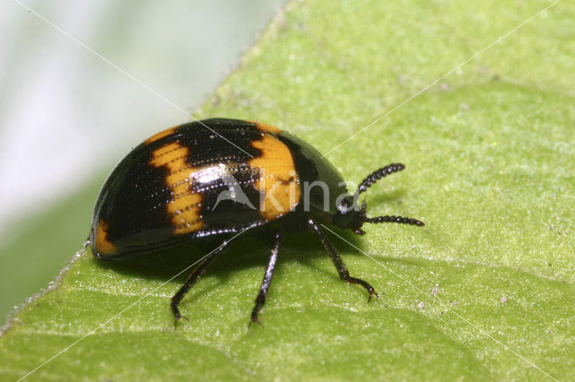 Darkling beetle (Diaperis boleti)