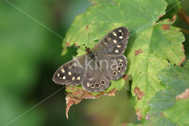 Speckled Wood (Pararge aegeria)