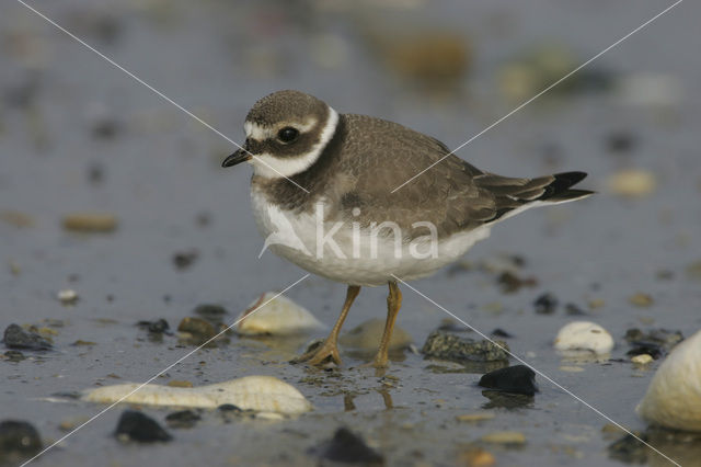 Bontbekplevier (Charadrius hiaticula)